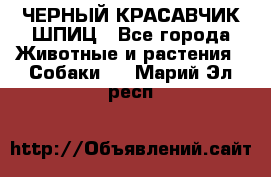 ЧЕРНЫЙ КРАСАВЧИК ШПИЦ - Все города Животные и растения » Собаки   . Марий Эл респ.